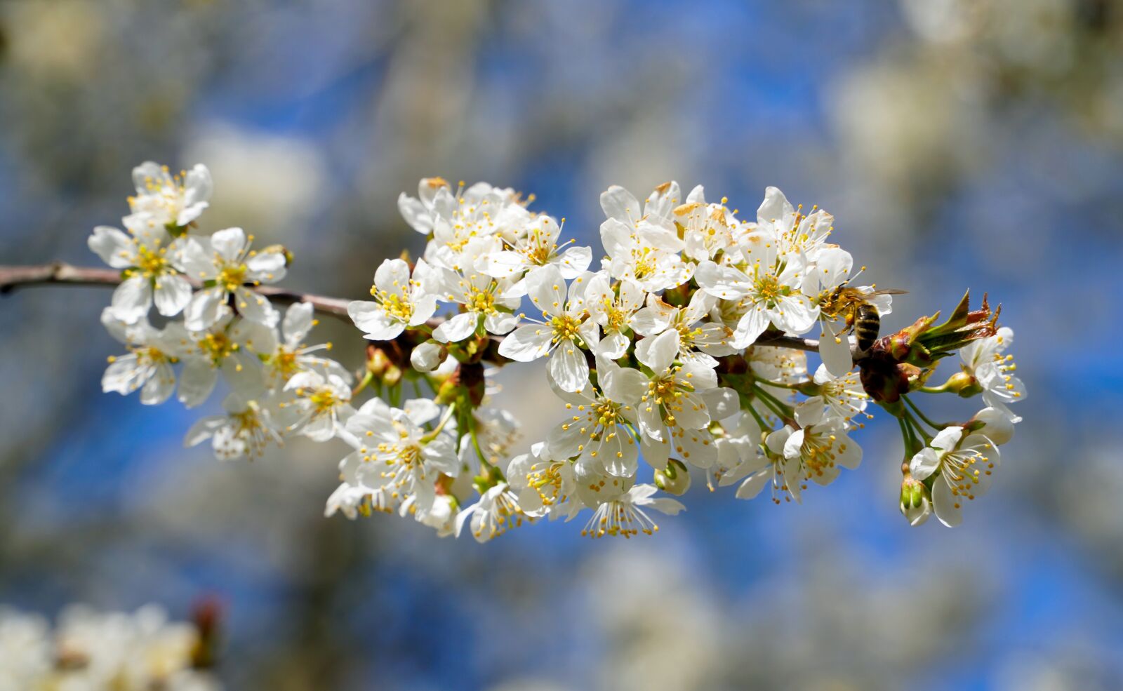 Sony E PZ 18-105mm F4 G OSS sample photo. Wild cherry, blossom, bloom photography