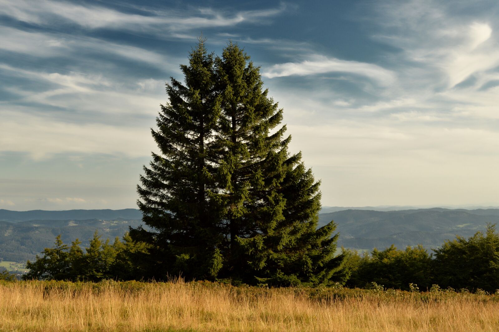 Nikon D3200 sample photo. Nature, tree, landscape photography