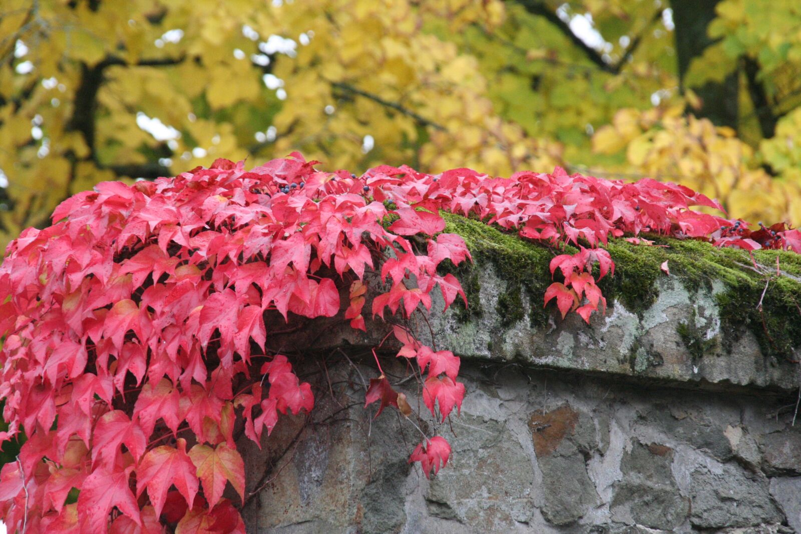 Canon EOS 350D (EOS Digital Rebel XT / EOS Kiss Digital N) sample photo. Leaf, nature, plant photography