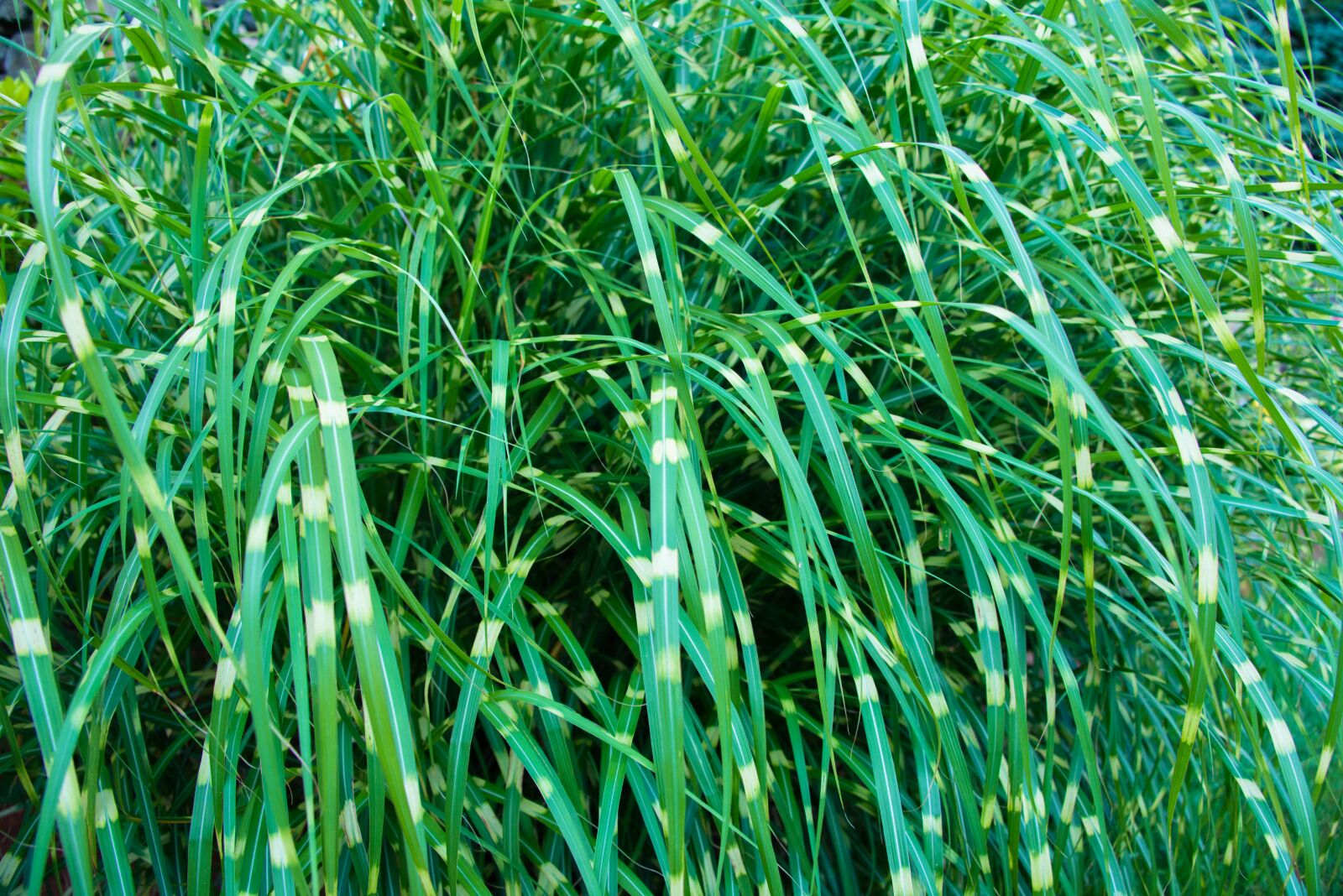Nikon D800 sample photo. Grass, grass blades, garden photography