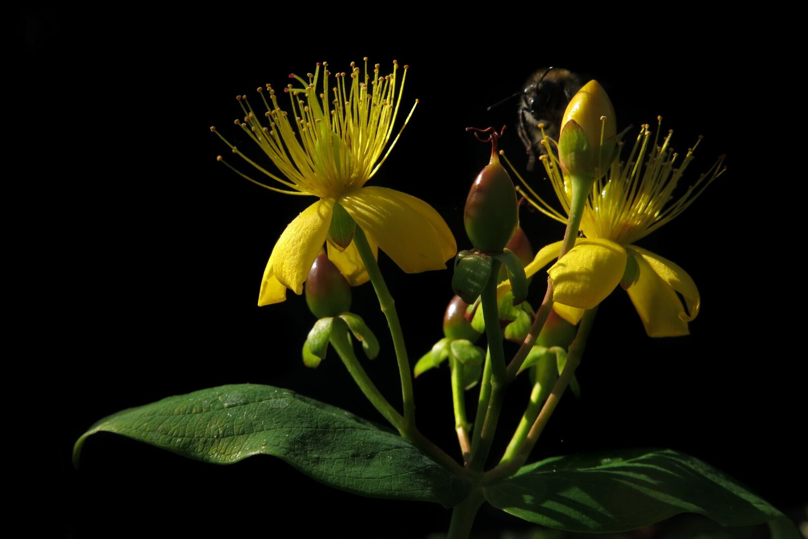 Canon PowerShot G15 sample photo. St john's wort, hypericum photography