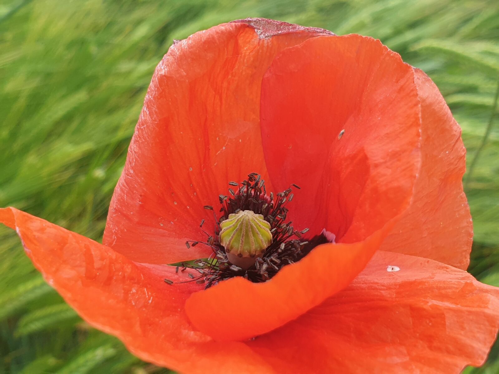 Samsung Galaxy Note9 sample photo. Poppy, flower, cereals photography