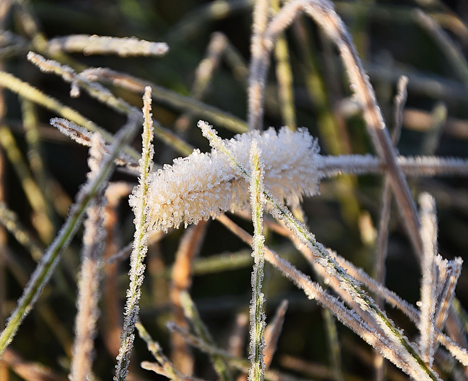 Nikon D5300 sample photo. Frost, fall, nature photography
