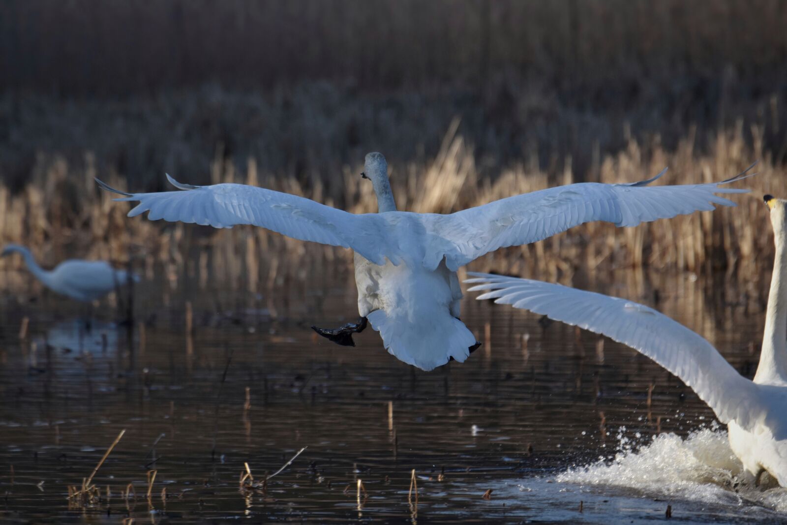 Nikon D7200 sample photo. Animal, lake, waterside photography