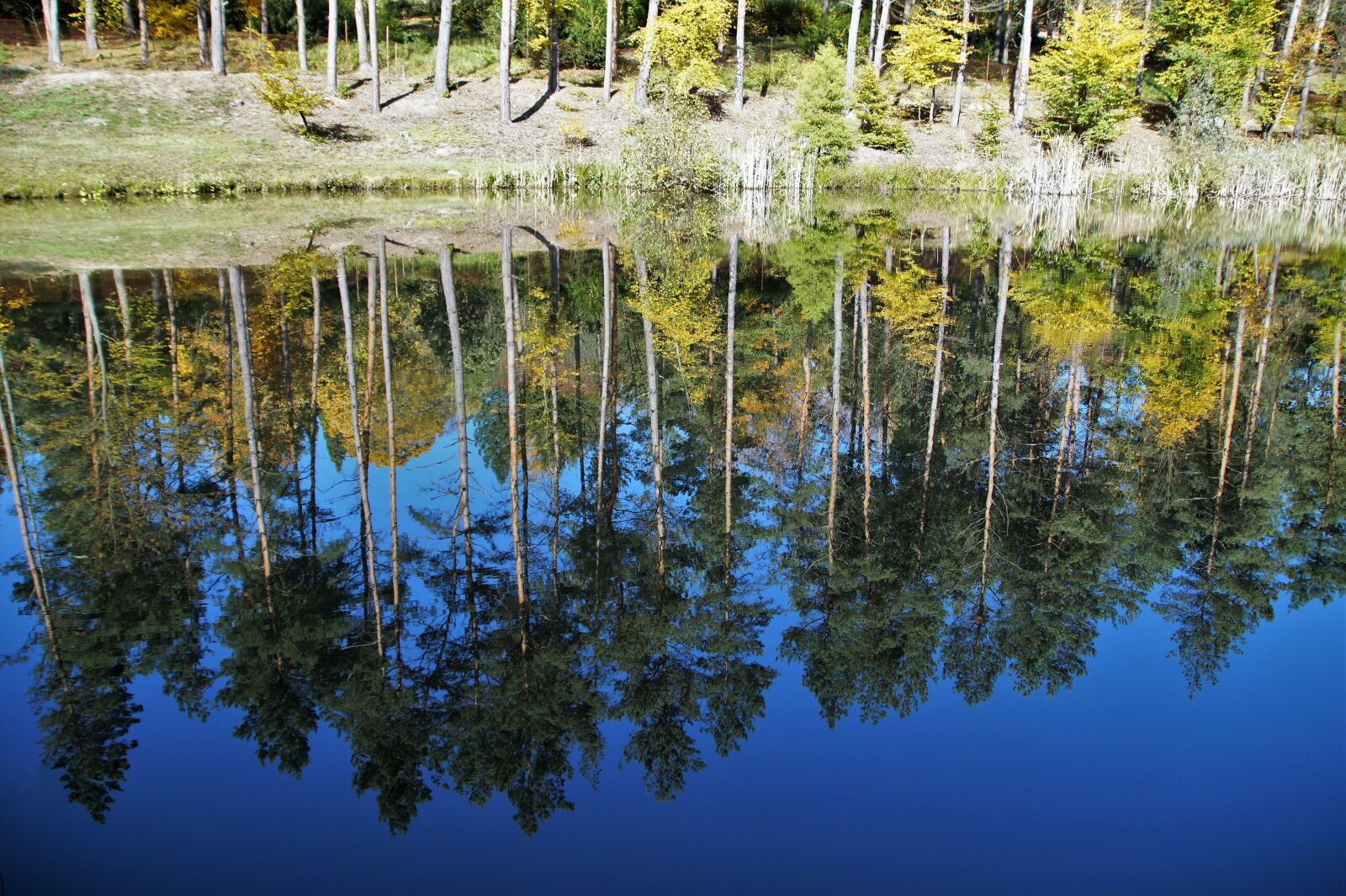 Sony SLT-A58 sample photo. Reflection, water, area photography