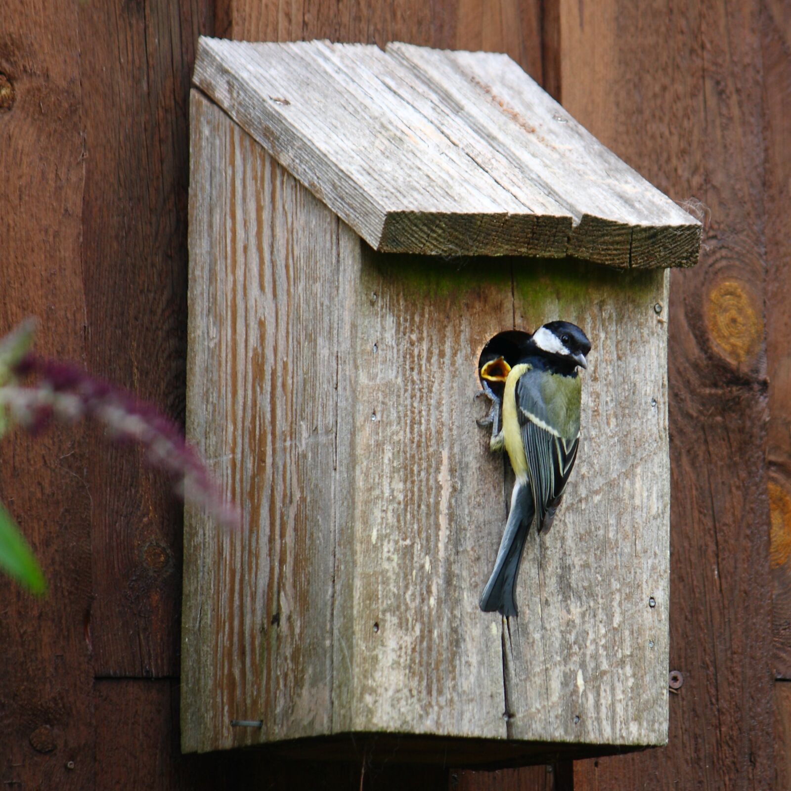 Canon EOS 400D (EOS Digital Rebel XTi / EOS Kiss Digital X) sample photo. Titmouse, bird, natural photography