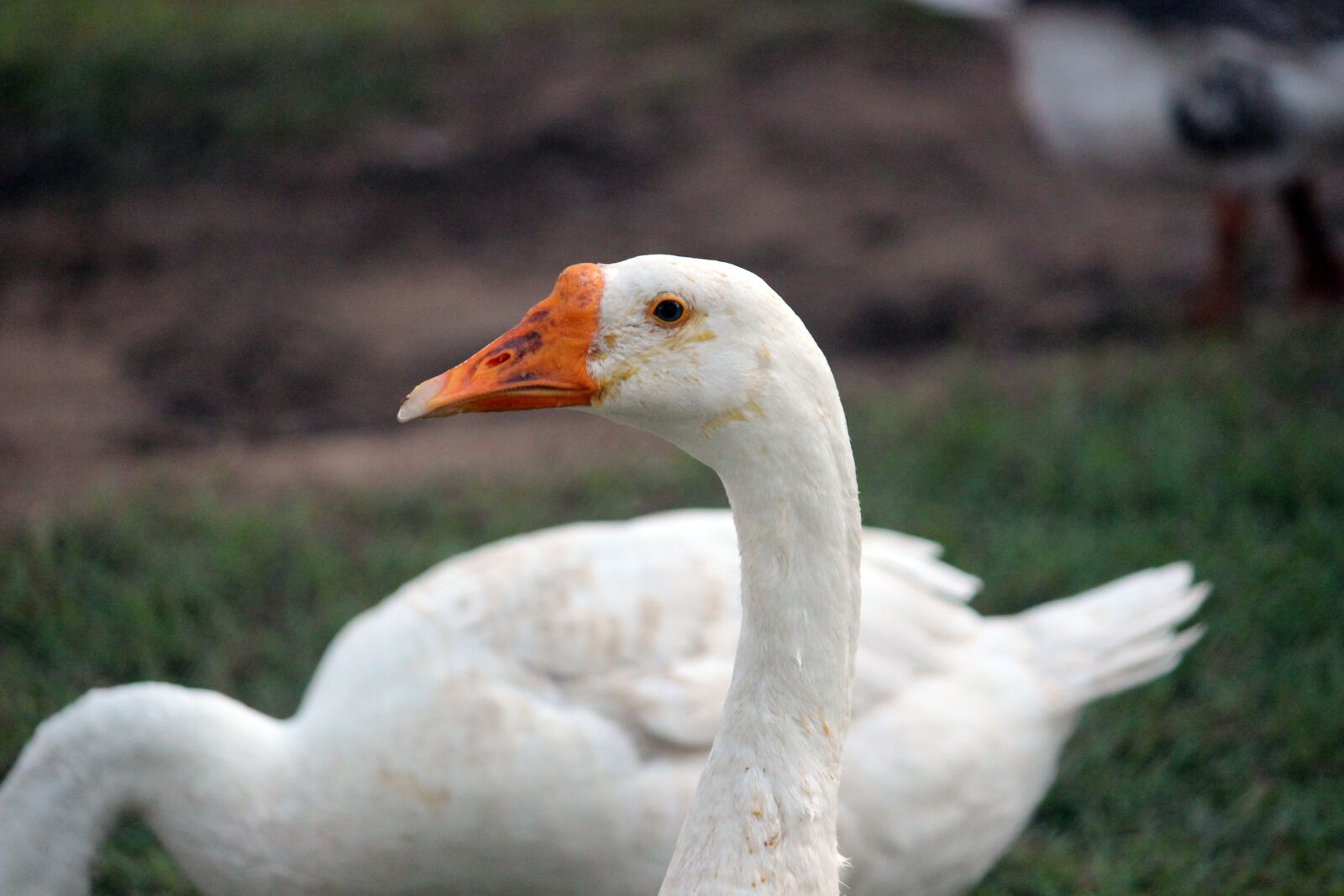 Canon EOS 600D (Rebel EOS T3i / EOS Kiss X5) sample photo. Swan, bird, nature photography