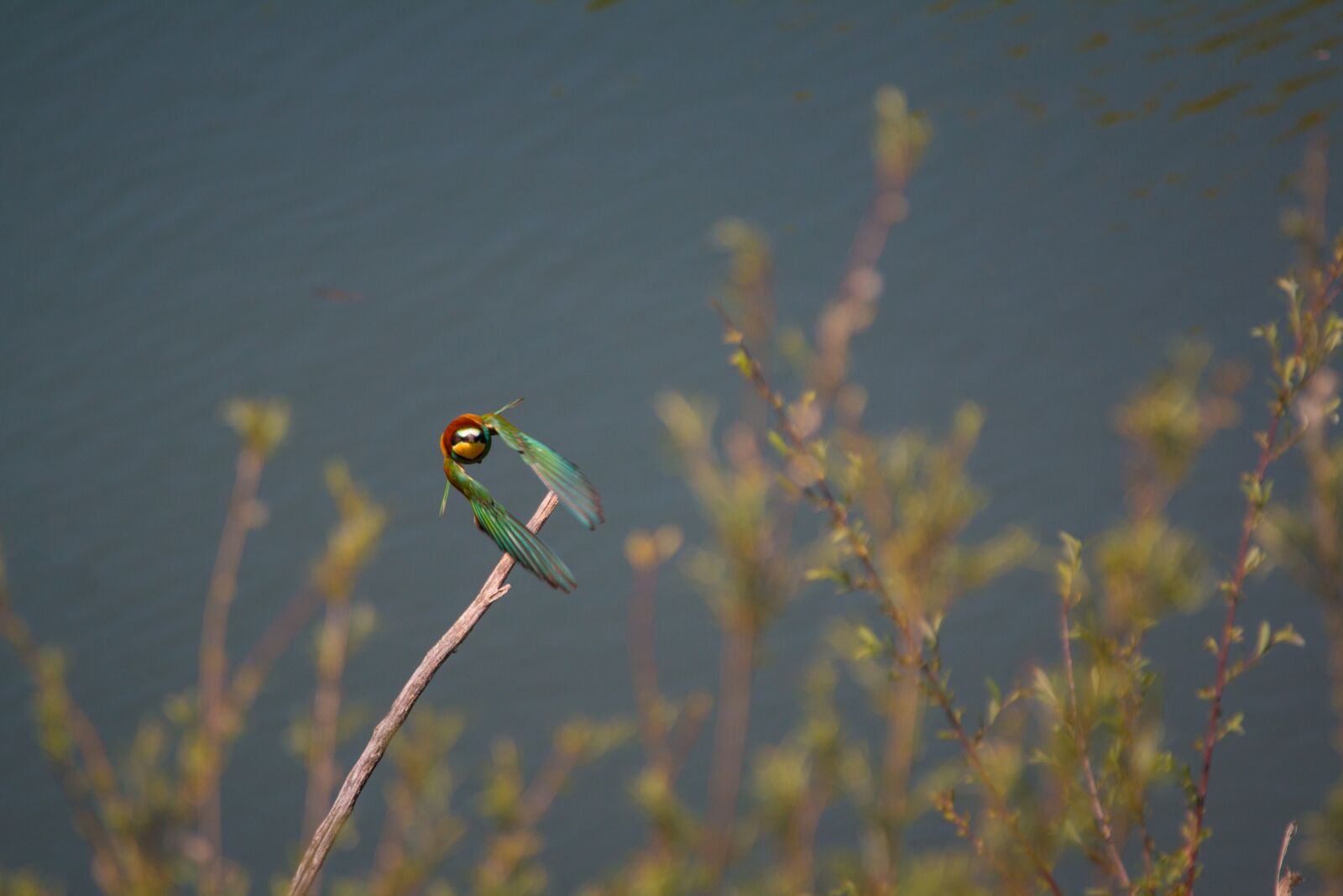 150-600mm F5-6.3 DG OS HSM | Contemporary 015 sample photo. European bee eater, flies photography