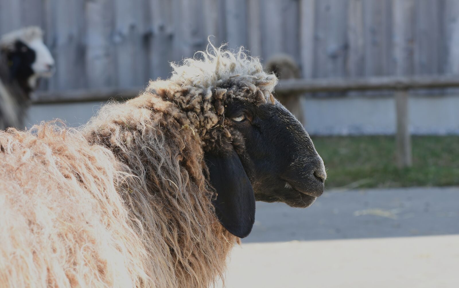 Nikon D7200 sample photo. Sheep, wool, animal photography