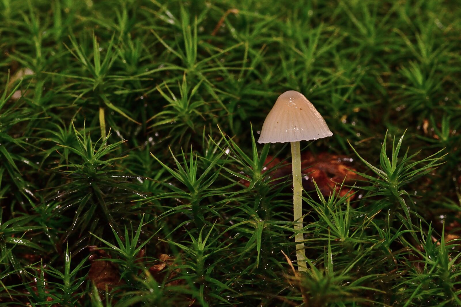 Nikon D5200 sample photo. Autumn, forest, moss photography