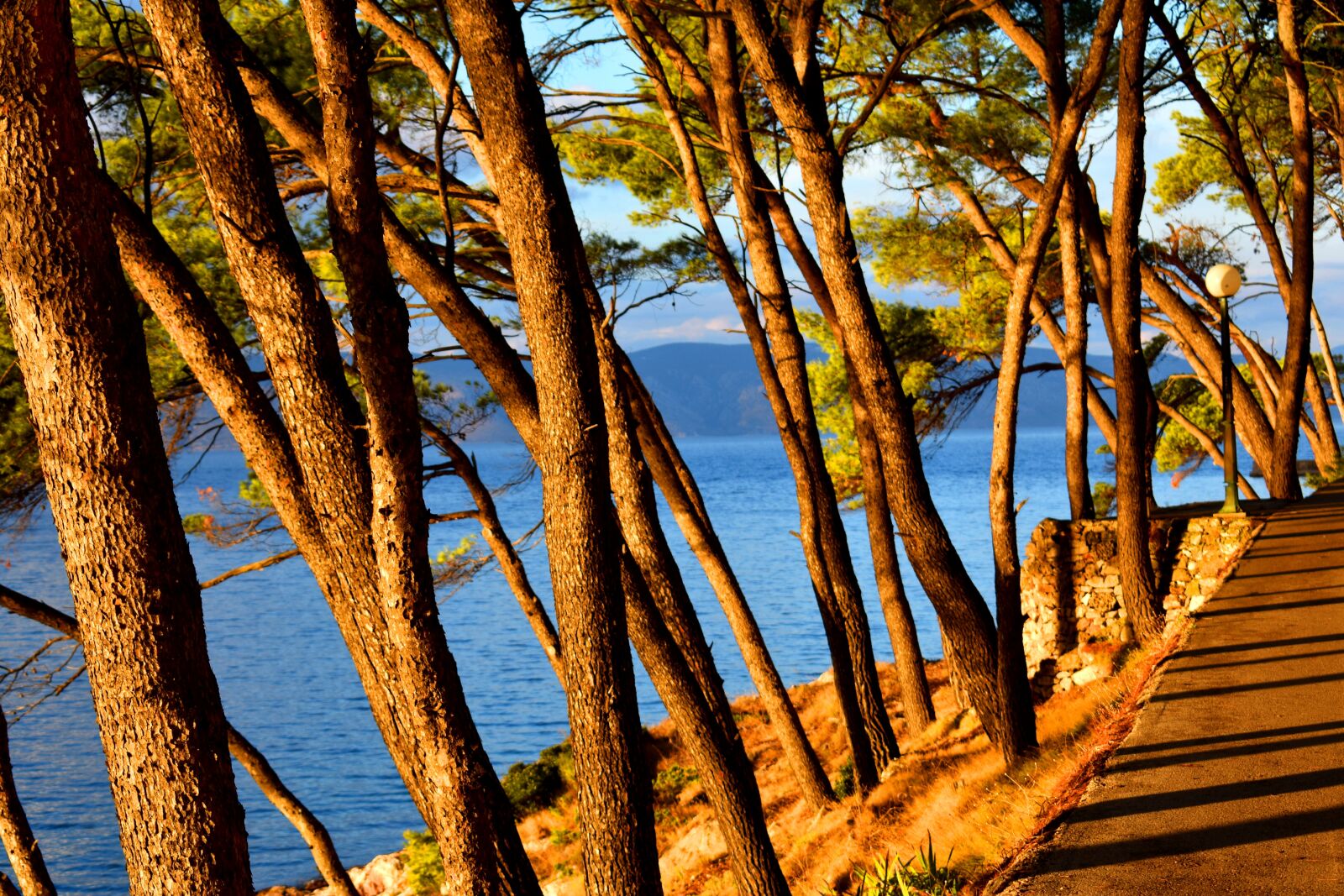 Nikon D3400 sample photo. Trees, trunks, pines photography