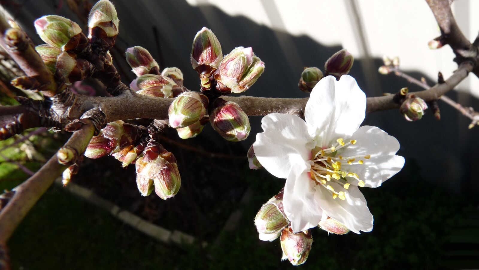 Panasonic Lumix DMC-FZ28 sample photo. Blossom, buds, spring photography