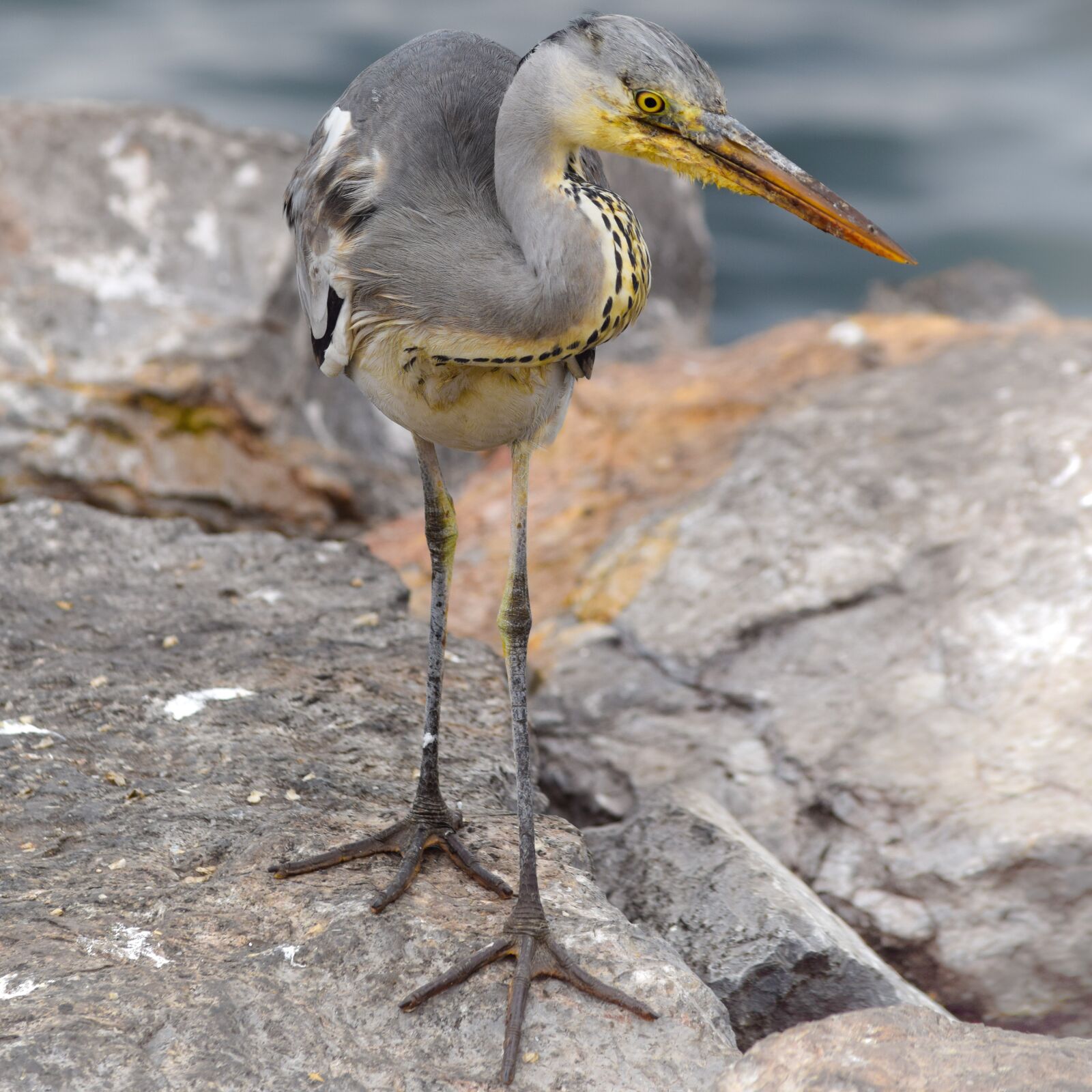 Nikon D5300 sample photo. Heron, animal, nature photography
