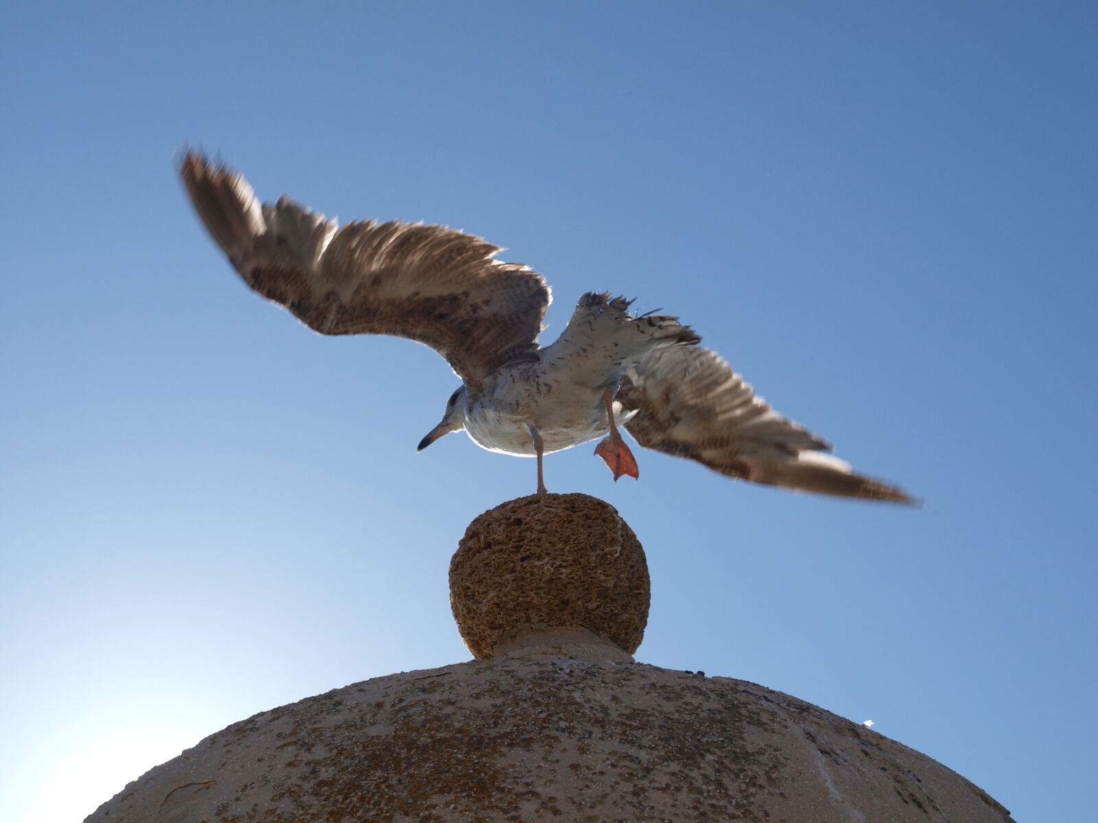 Olympus E-520 (EVOLT E-520) sample photo. Beach, bird, seagull photography