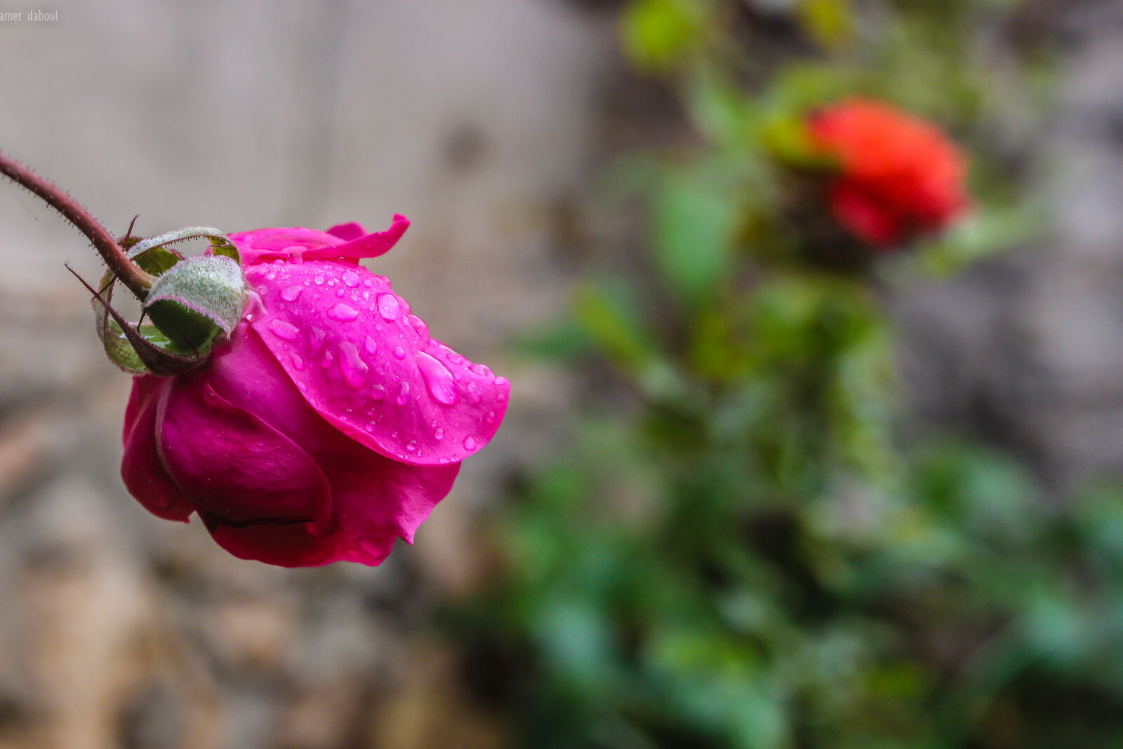Canon EOS 700D (EOS Rebel T5i / EOS Kiss X7i) sample photo. Beautiful, flowers, bloom, blooming photography