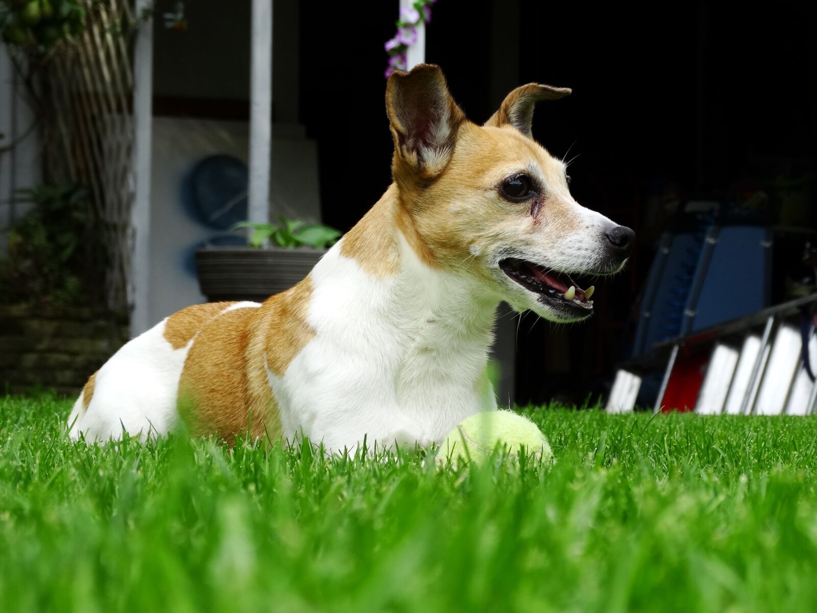 Sony Cyber-shot DSC-HX300 sample photo. Jack russell, doggy, terrier photography