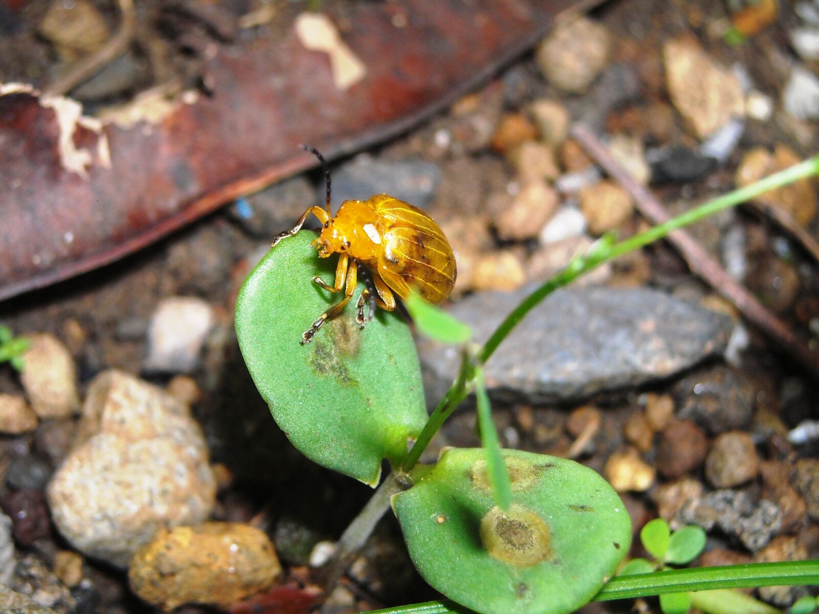 Nikon Coolpix L16 sample photo. Ladybugs, yellow, insects photography