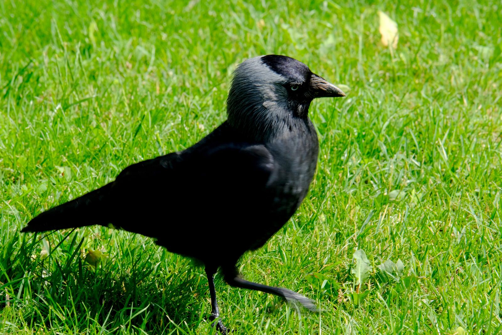 Fujifilm X-T20 sample photo. Crow, bird, raven bird photography