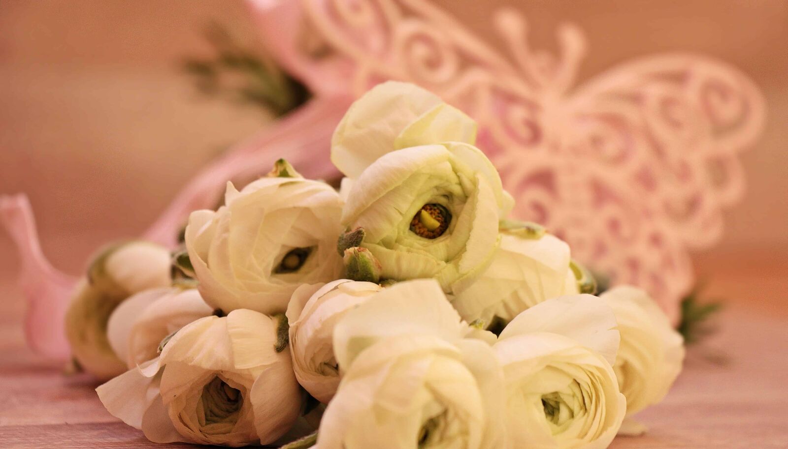 Canon EOS 550D (EOS Rebel T2i / EOS Kiss X4) sample photo. Rose, still life, white photography