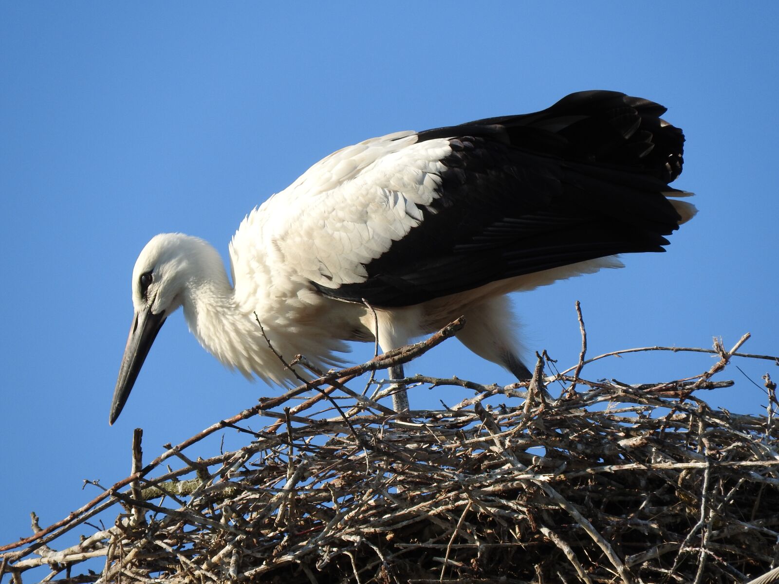 Nikon Coolpix P610 sample photo. Bird, wild world, nature photography
