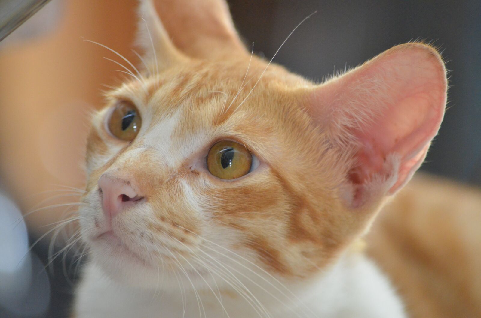 Nikon D7000 sample photo. Cat, look, animal photography