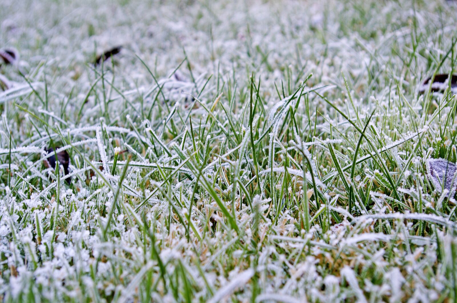 Pentax *ist DL2 sample photo. Rush, lawn frosty, meadow photography