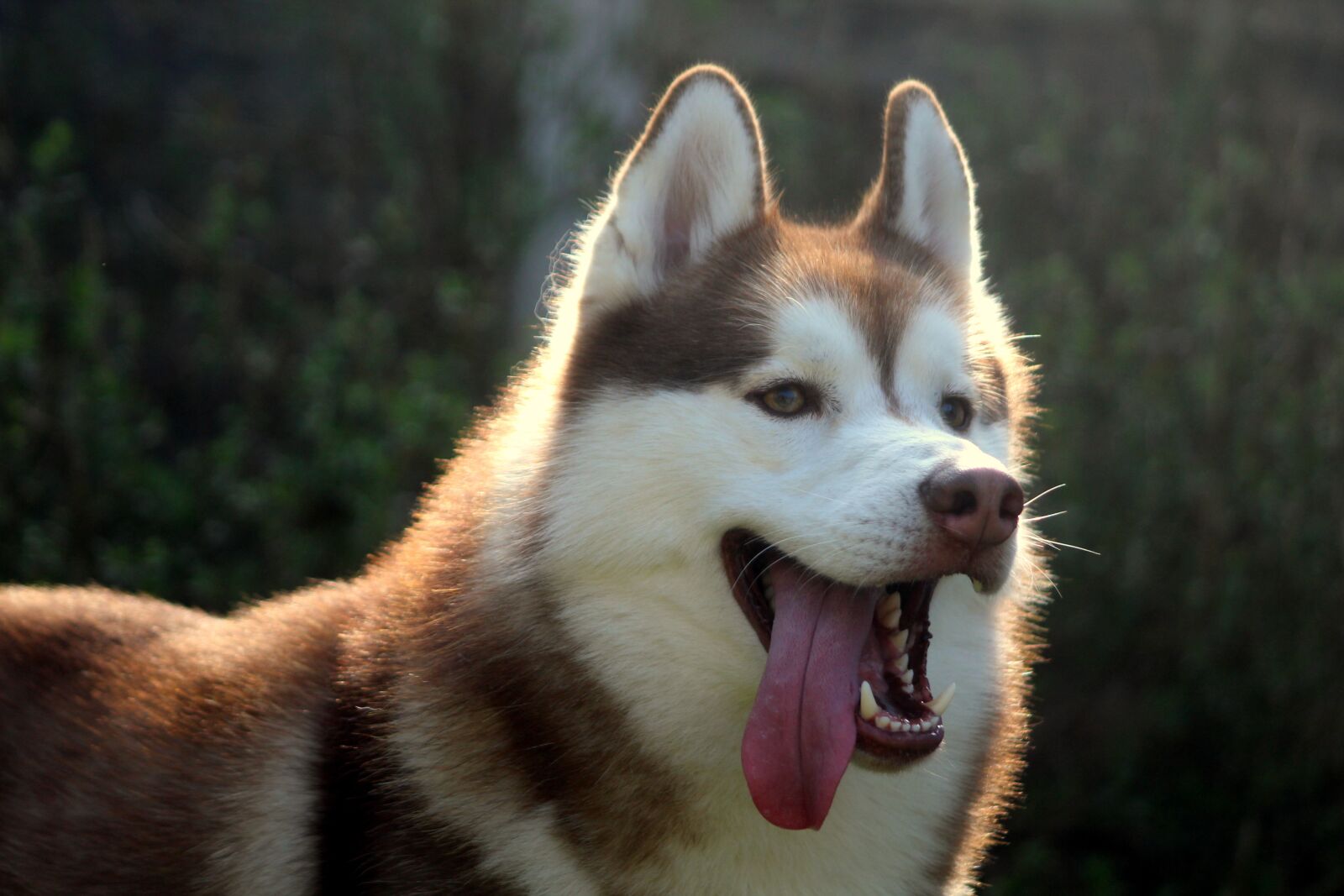 Canon EOS 4000D (EOS Rebel T100 / EOS 3000D) sample photo. Dog, dog eye, pet photography