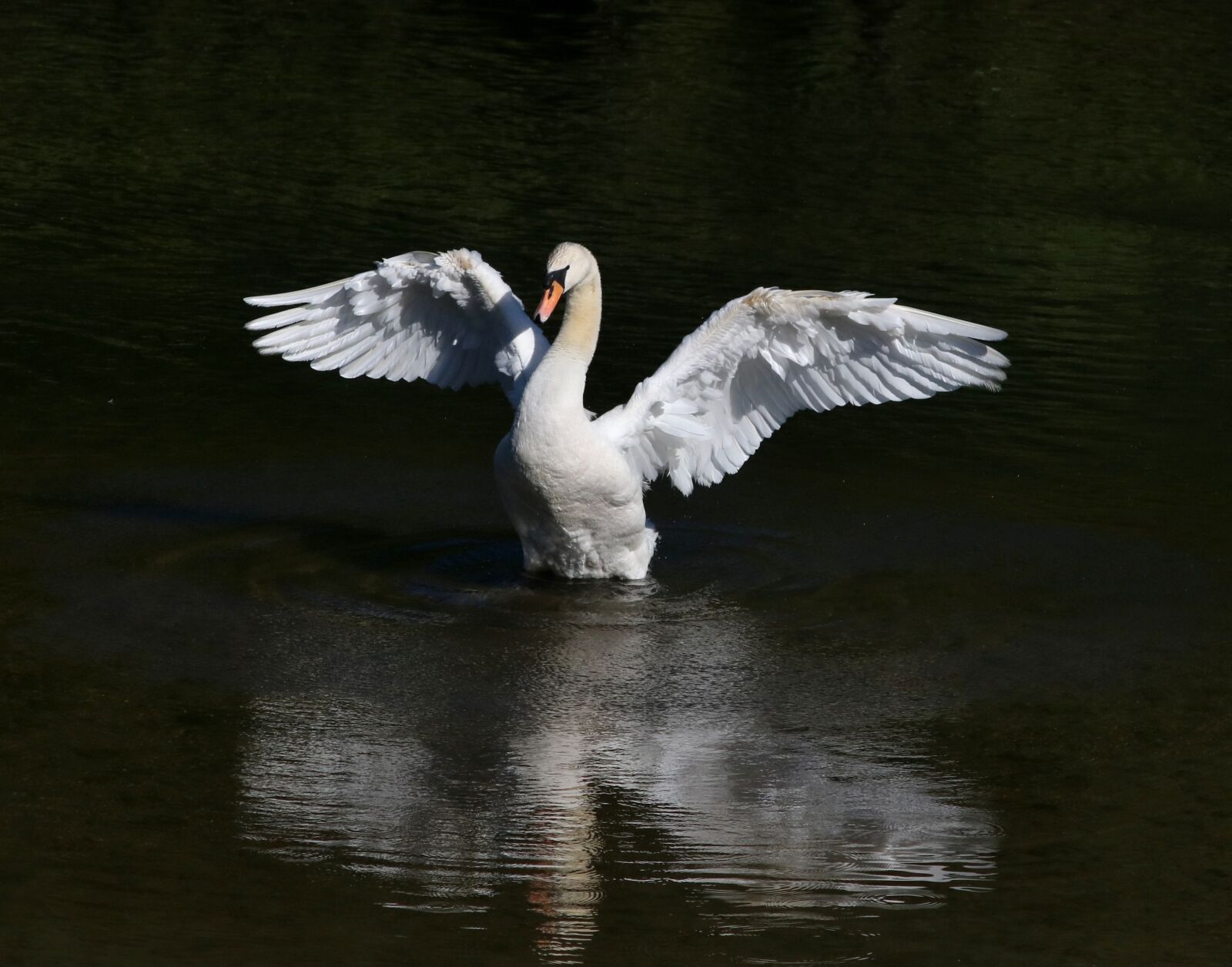 Canon EOS 750D (EOS Rebel T6i / EOS Kiss X8i) sample photo. Swan, bird, fowl photography