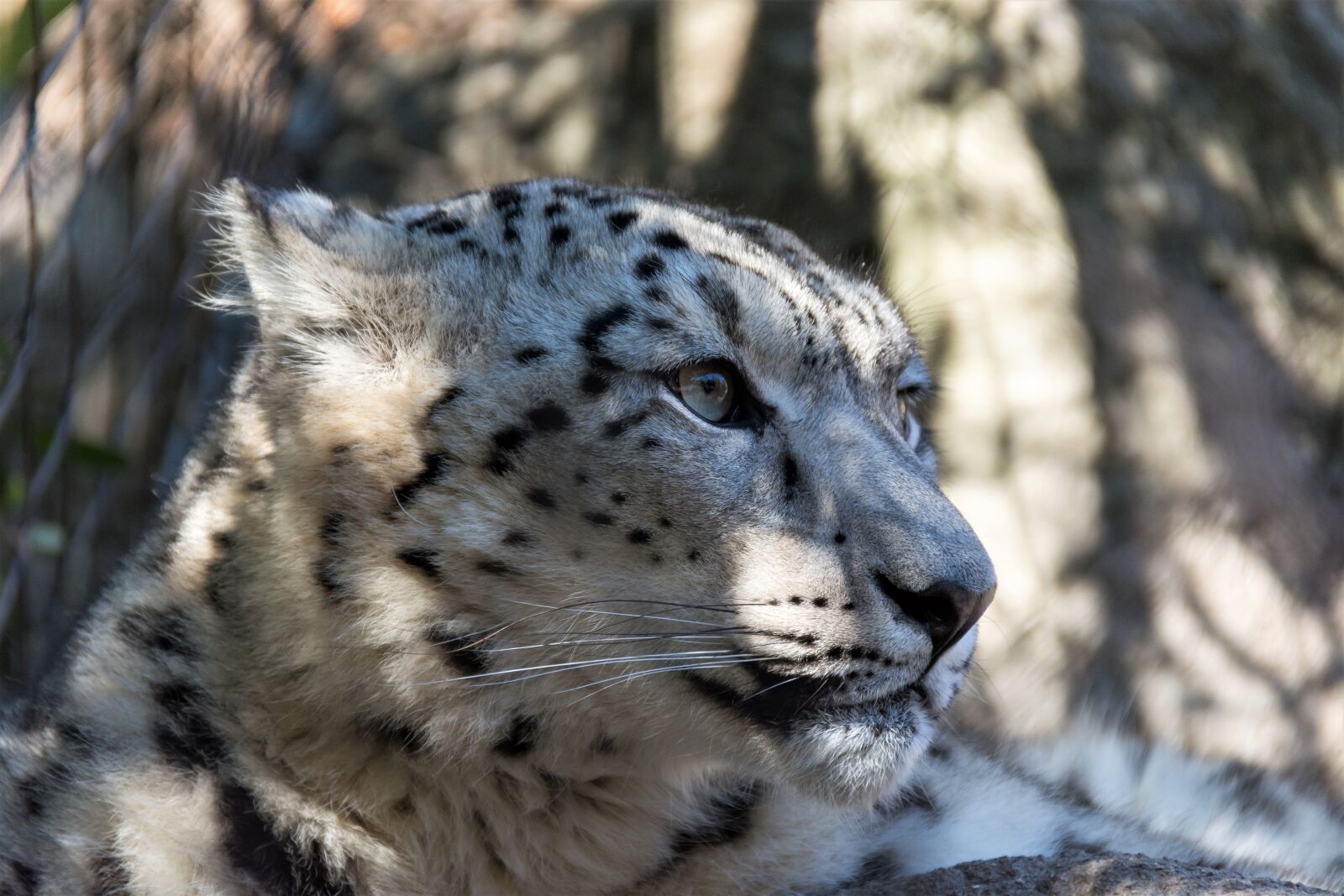 Nikon D7100 sample photo. Wildlife, nature, animal photography