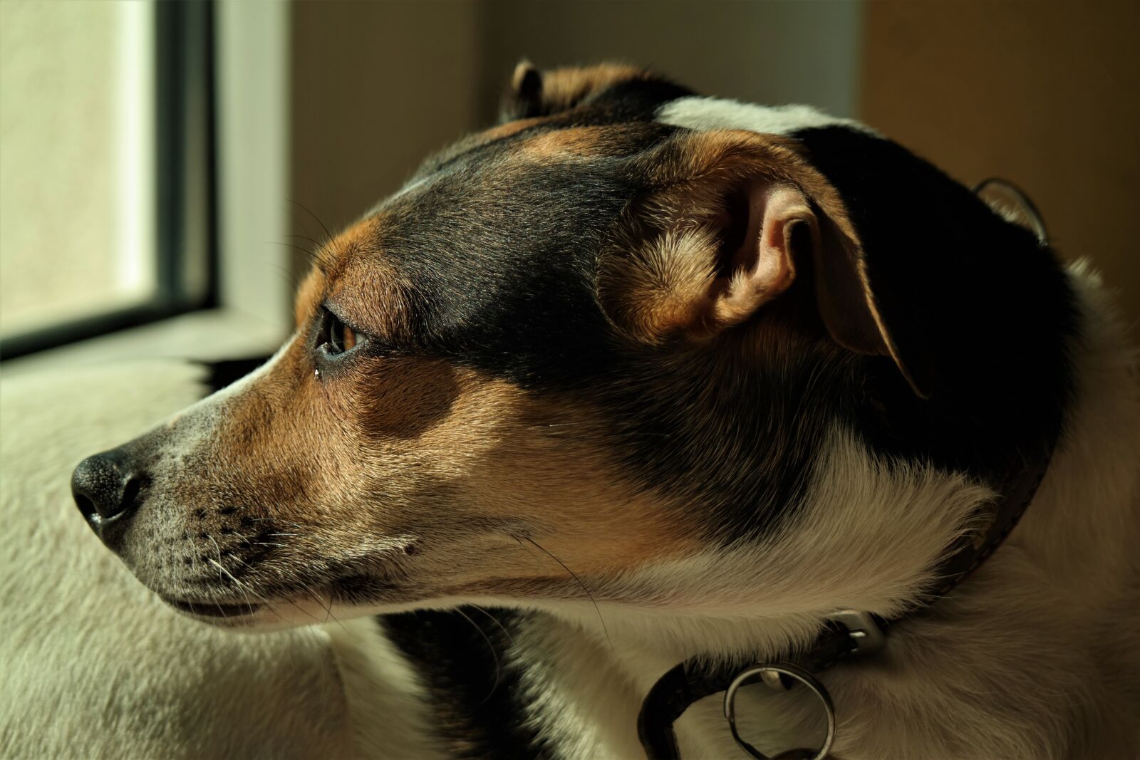 Samsung NX30 sample photo. Dog, animal, mammal photography