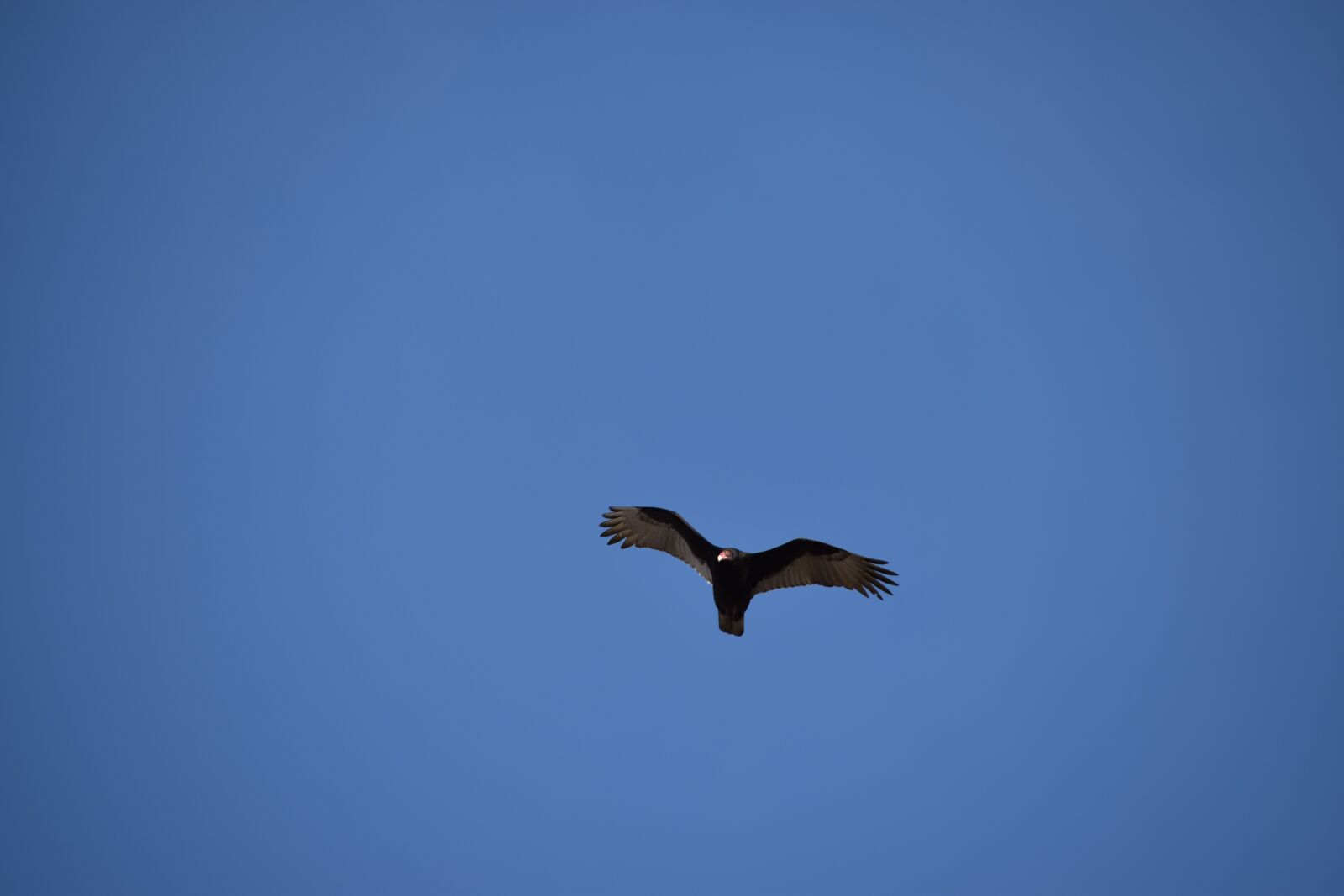 Nikon D5300 sample photo. Buzzard, turkey buzzard, bird photography