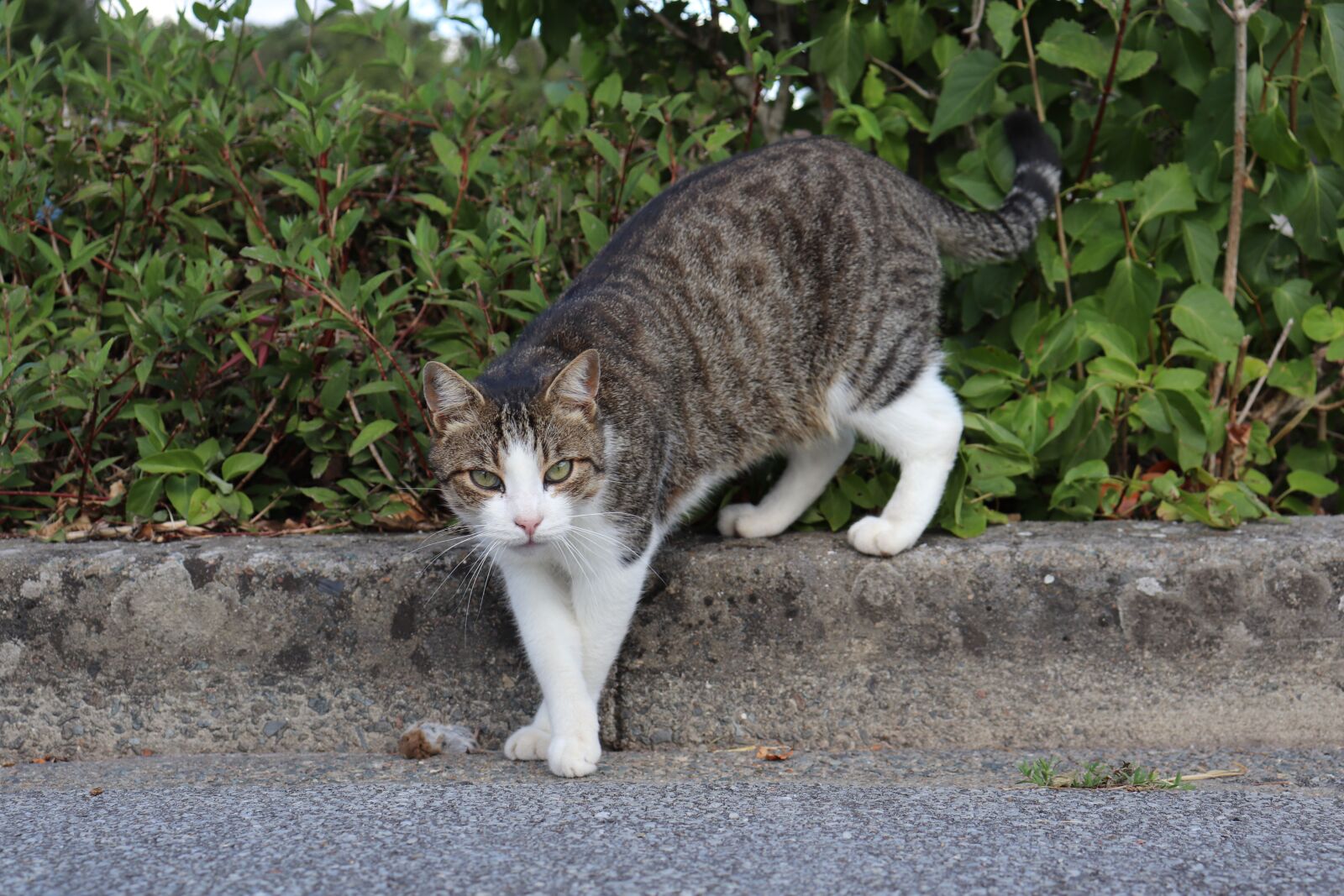 Canon EOS 800D (EOS Rebel T7i / EOS Kiss X9i) sample photo. Cats, felines, pets photography