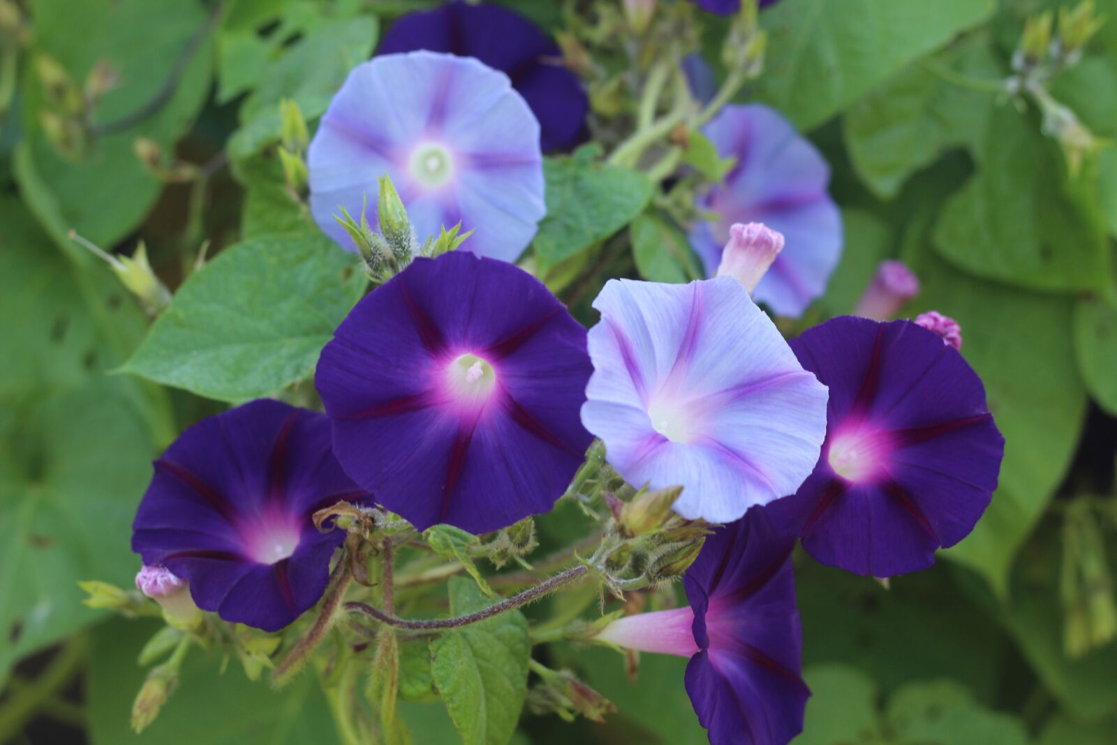 Canon EOS 1200D (EOS Rebel T5 / EOS Kiss X70 / EOS Hi) sample photo. Morning, glory, flower photography