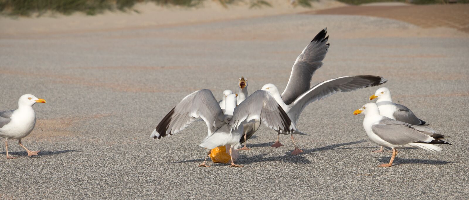 Canon EOS 80D sample photo. Seagulls, dispute, bread photography