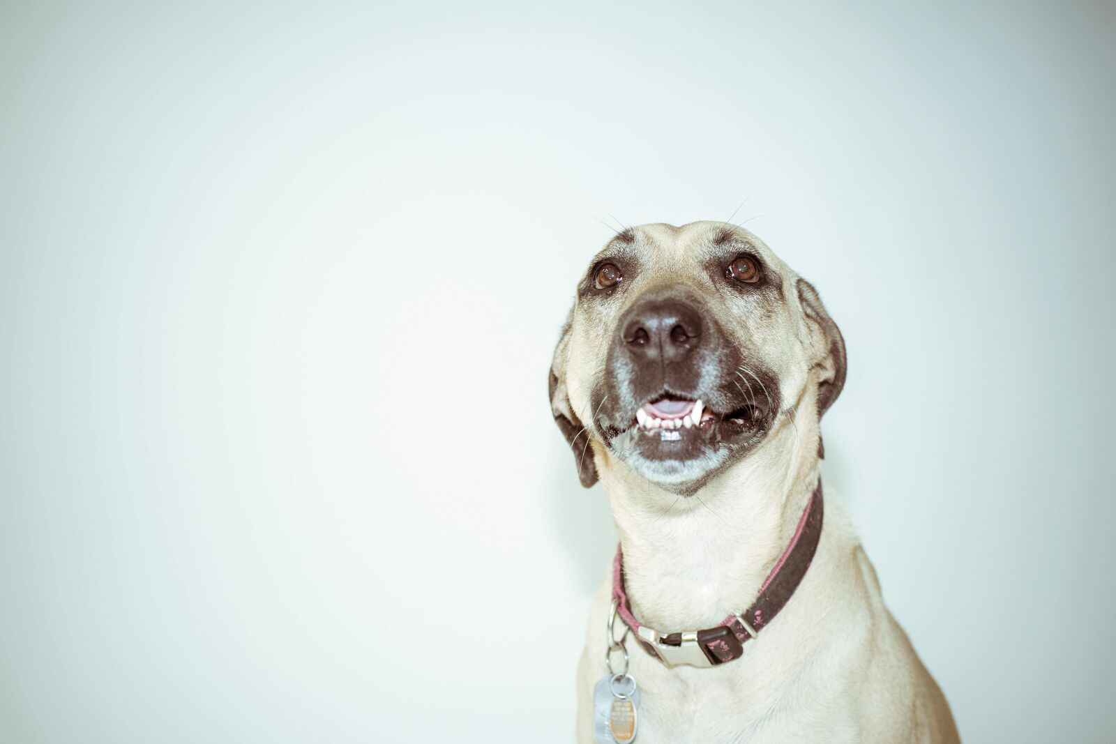 Minolta AF 50mm F1.4 [New] sample photo. Adorable, animal, breed photography