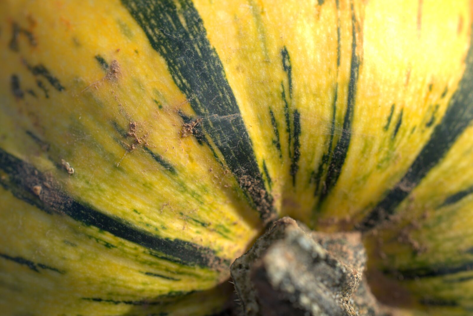 Sony FE 50mm F2.8 Macro sample photo. Pumpkin, vegetables, autumn photography