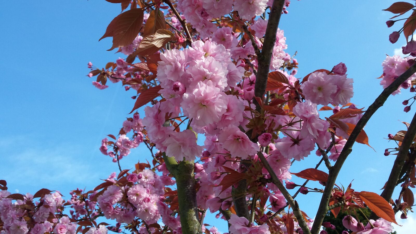 Samsung Galaxy S4 sample photo. Spring, blossom, pin photography