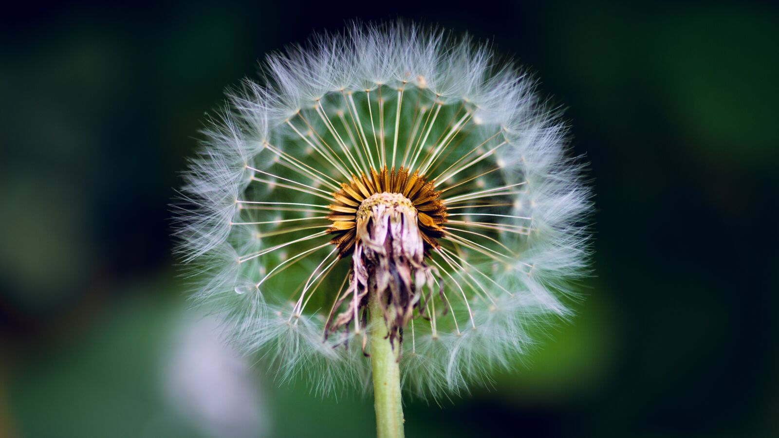 Sony SLT-A58 sample photo. Dandelion, blaasbloem, fluff photography