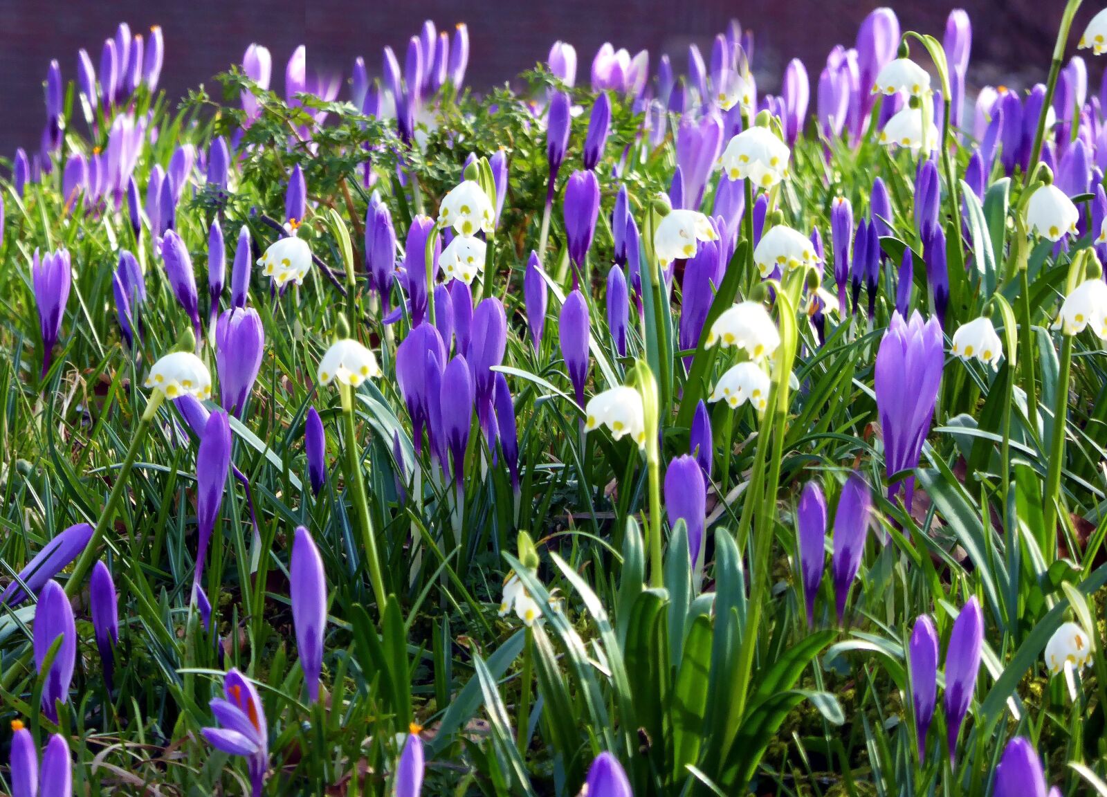Panasonic DMC-TZ61 sample photo. Husum, spring flowers, crocus photography