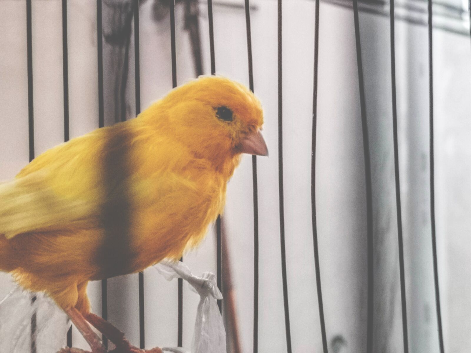 HUAWEI CLT-L29 sample photo. Cute, closeup, bird contest photography