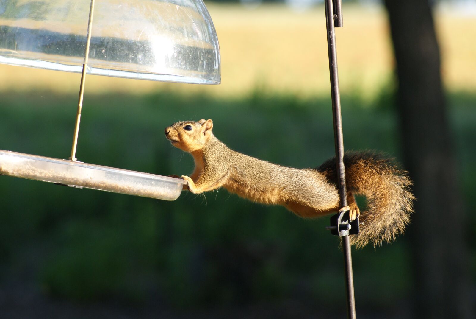 Sony Alpha DSLR-A330 sample photo. Squirrel, hungry, acrobat photography