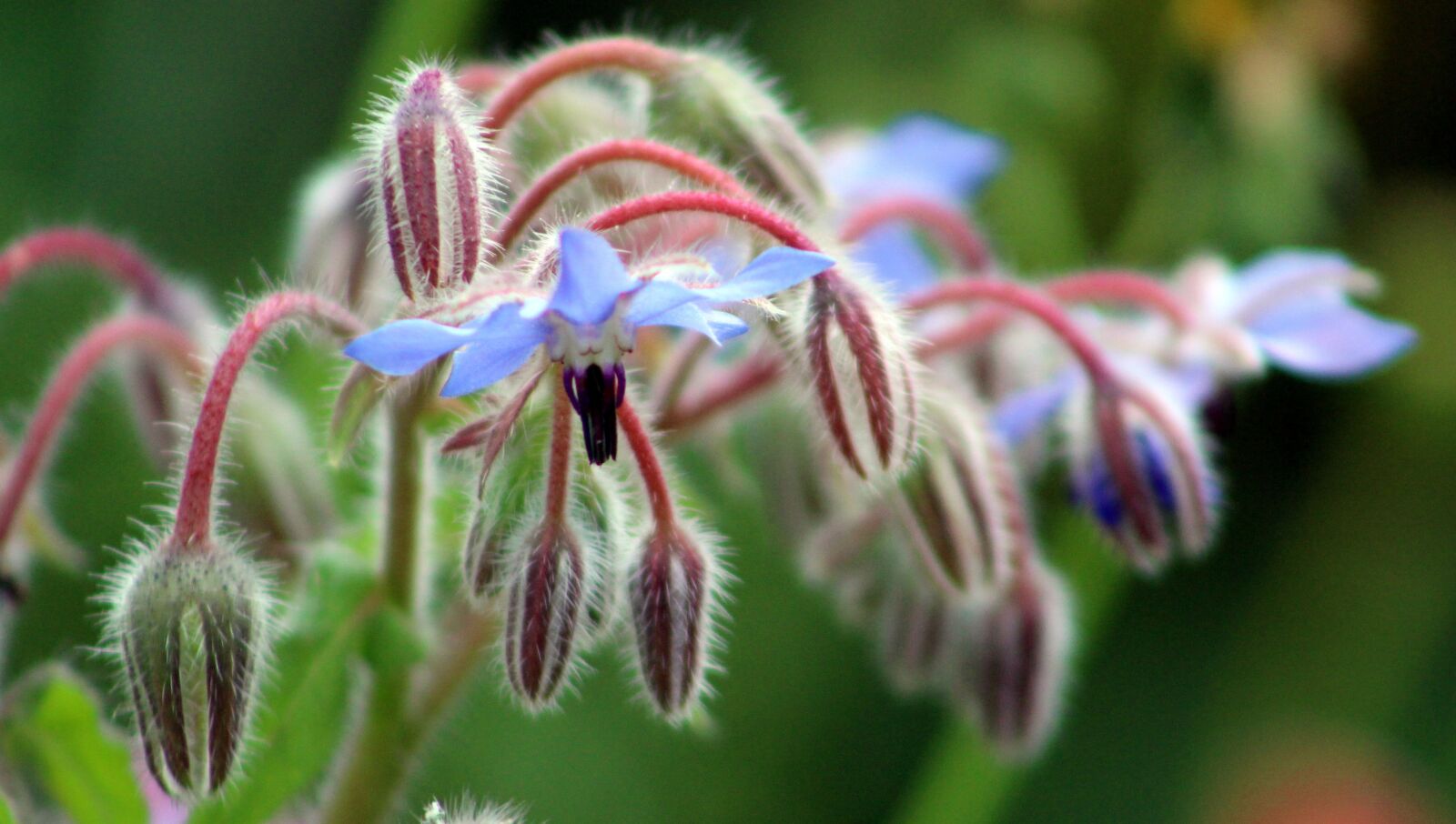 Canon EF75-300mm f/4-5.6 sample photo. Flower, nature, wild photography