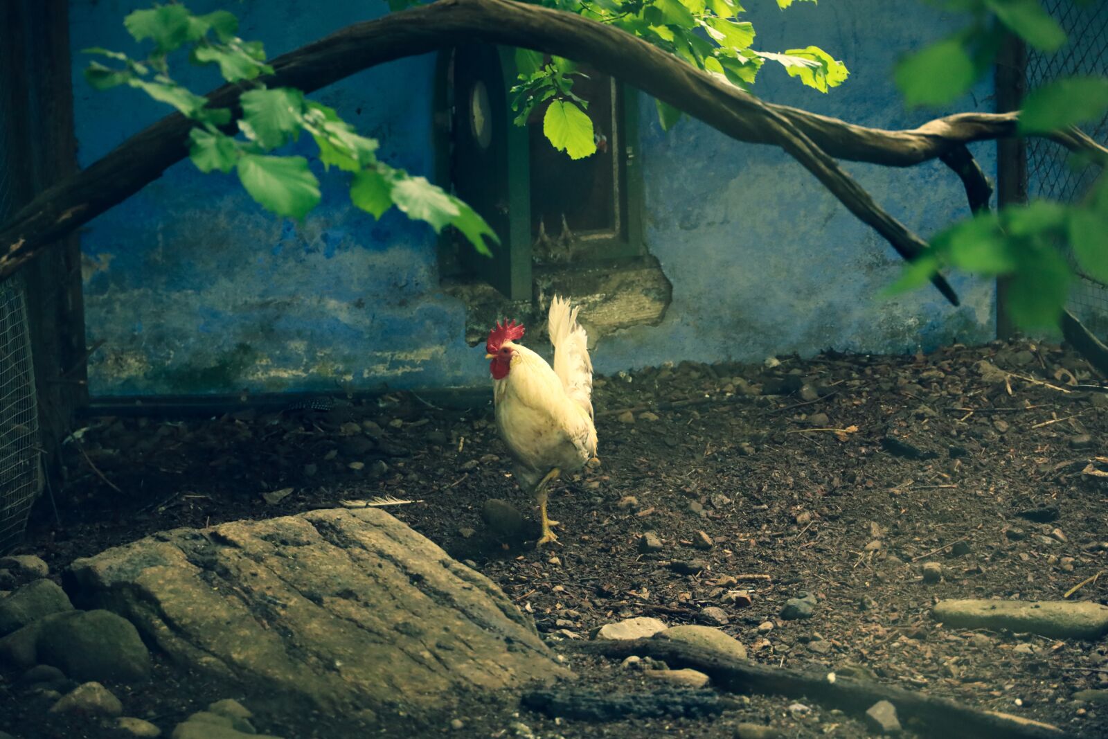 Canon RF 24-240mm F4-6.3 IS USM sample photo. Rooster, animal, farm photography