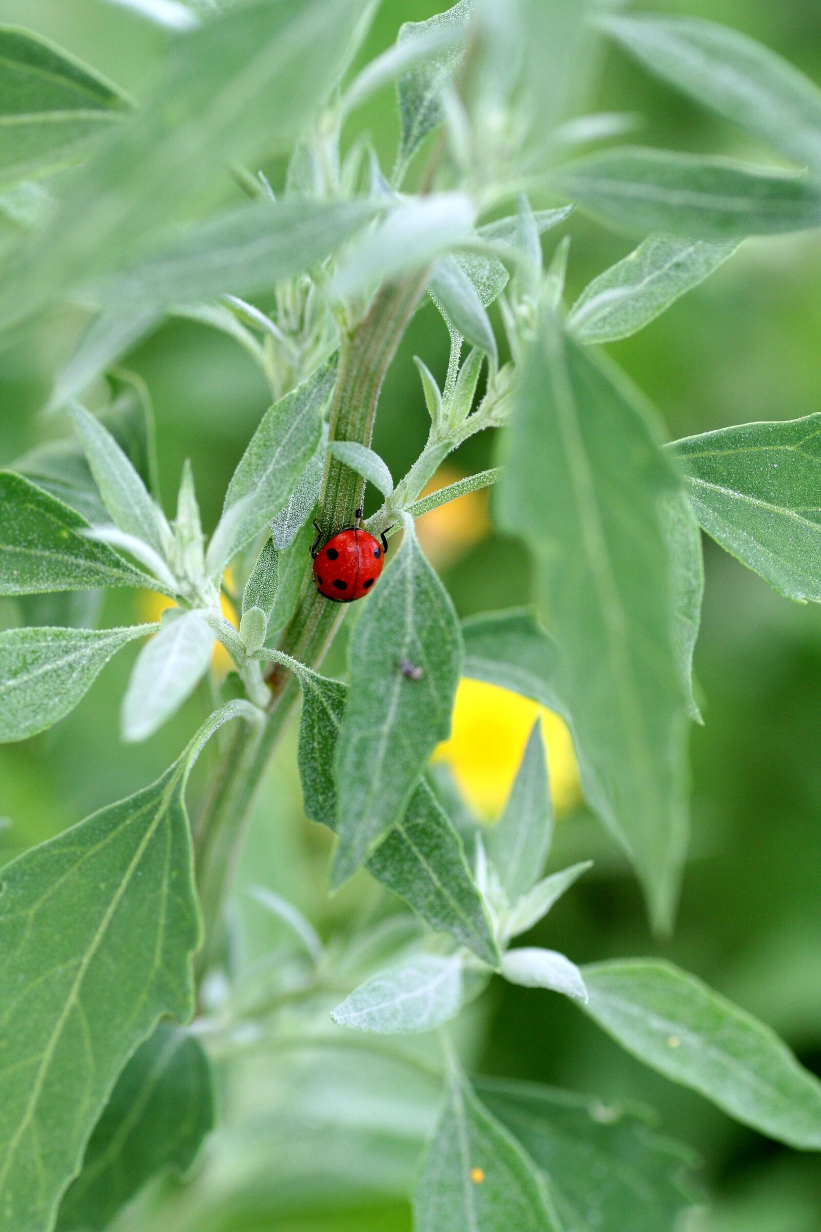 Canon EOS 350D (EOS Digital Rebel XT / EOS Kiss Digital N) sample photo. Ladybug, insect, red photography