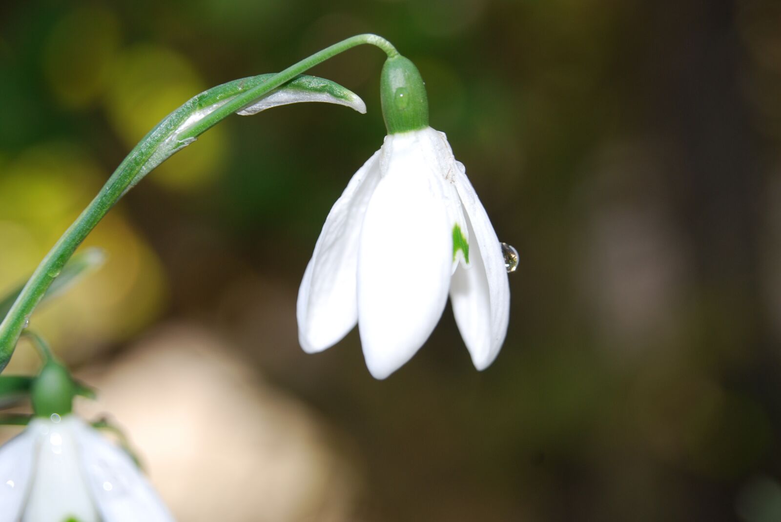 Nikon D40X sample photo. Spring, flower, nature photography