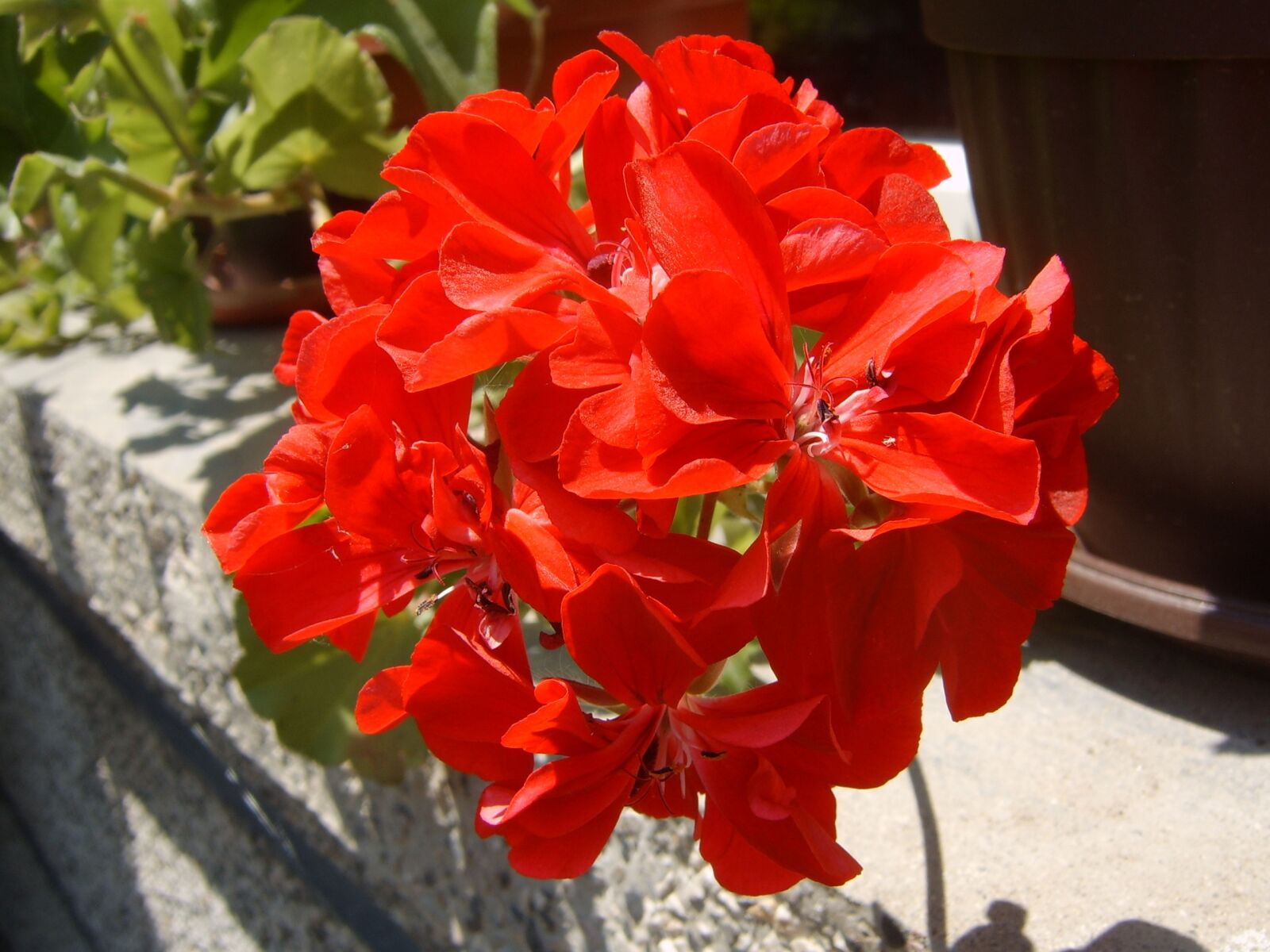 Samsung Digimax V6 / Kenox V6 sample photo. Orange flower, pelargonium, color photography