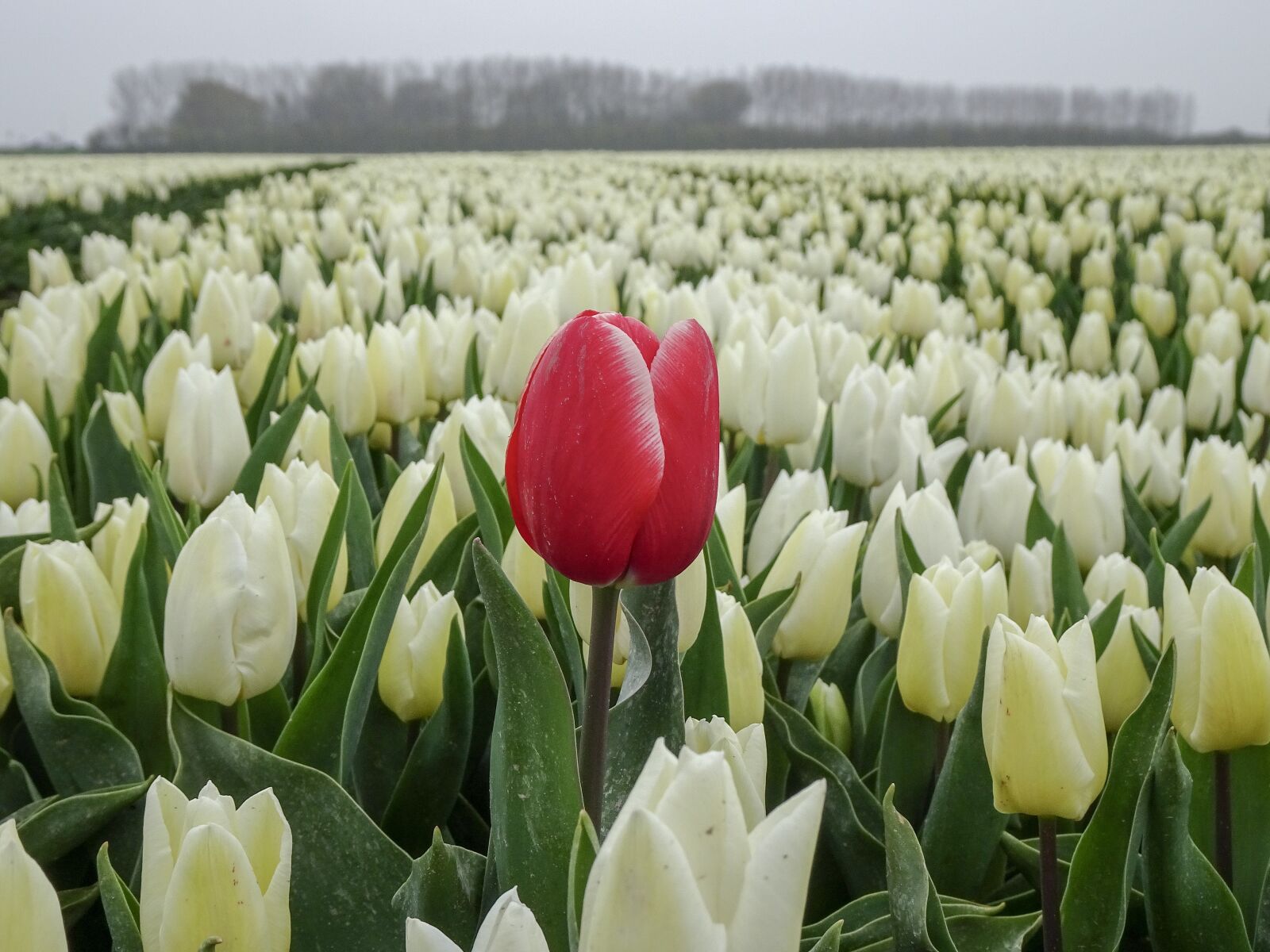 Sony Cyber-shot DSC-HX90V sample photo. Red, tulip, spring photography