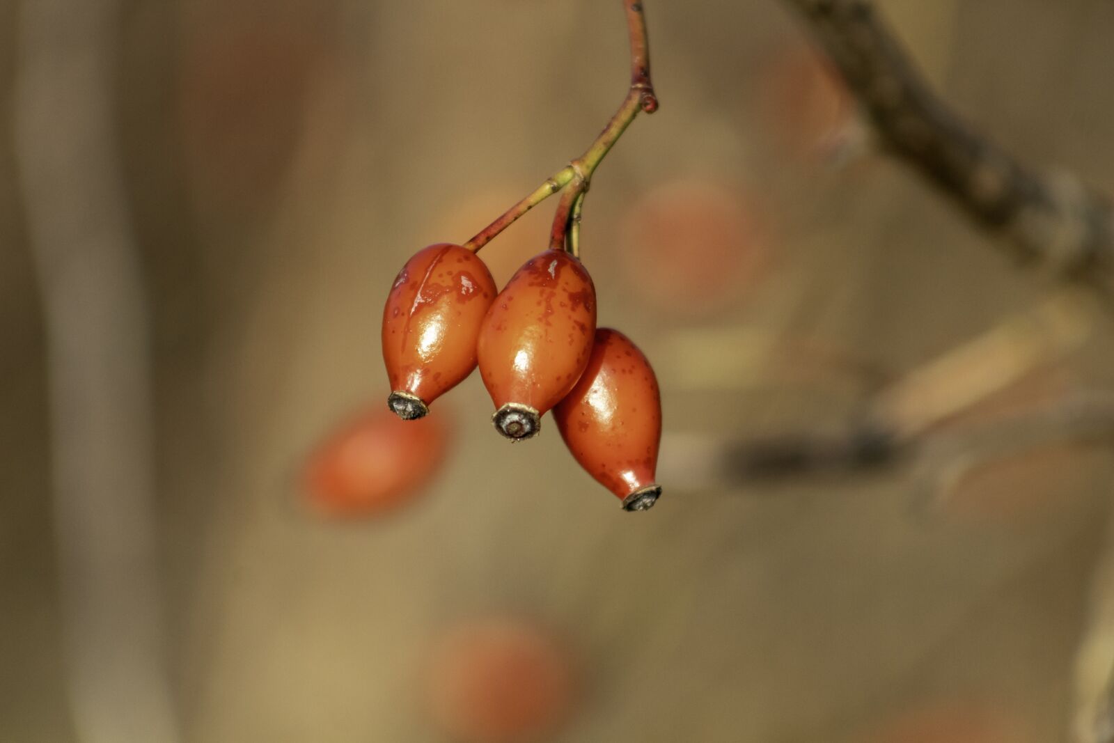 Canon EF75-300mm f/4-5.6 sample photo. Wildflower, rosehips, brian photography