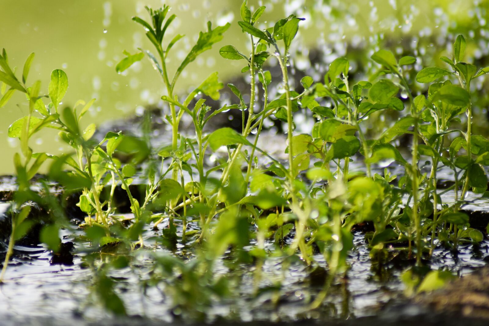 Nikon D5300 sample photo. Flowers, plug, water photography