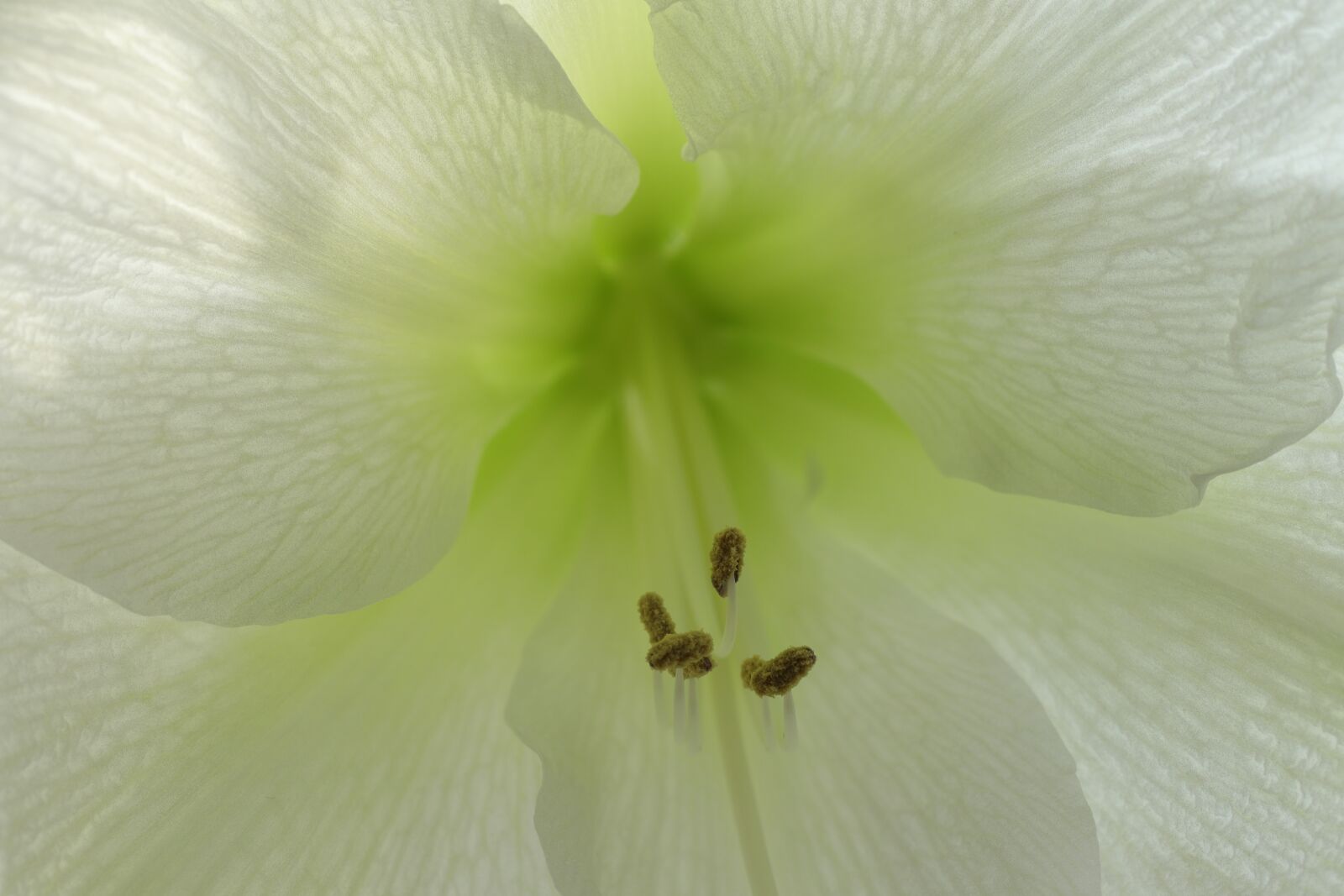 Canon EOS 80D sample photo. Flower, flowers, amaryllis photography